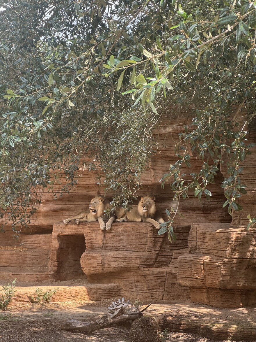 Two lions rest together in their habitat at Riverbanks Zoo and Garden.