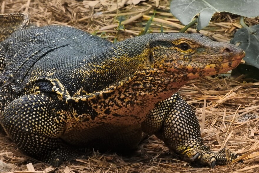 Giant Monitor Lizard Is Terrorizing Florida Family WUSF Public Media