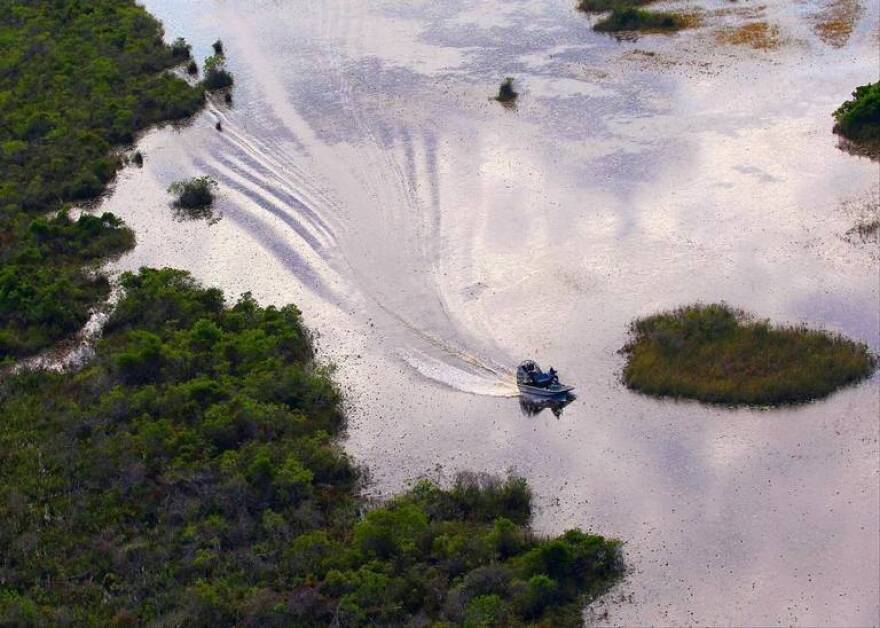 Workers use airboats to reach Old World climbing fern that has spread across the Loxahatchee National Wildlife Refuge.