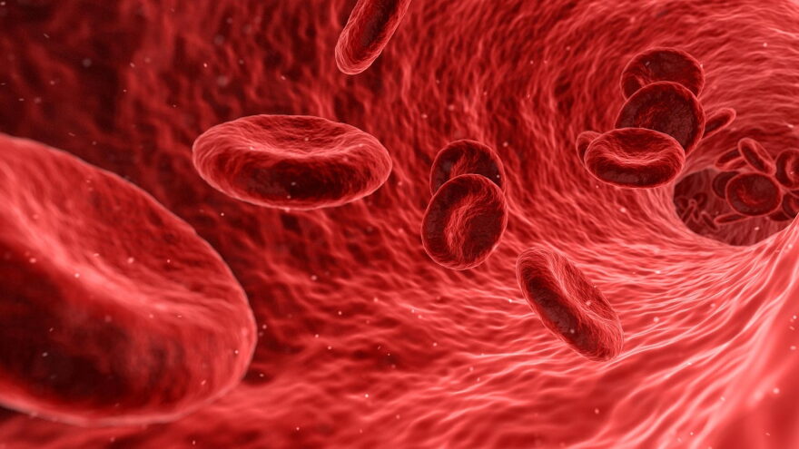 Red blood cells