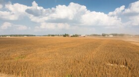 Golden hues sweep across the farm as the food-grade soybeans reach maturity. (Photo courtesy United Soybean Board)