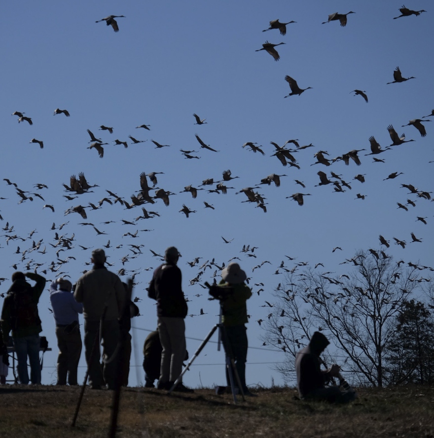 Sandhill cranes.