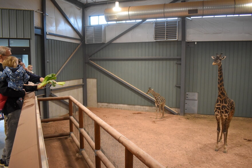 Visitors to the Giraffe Crossing exhibit hold pieces of lettuce to entice an adult giraffe to come closer.