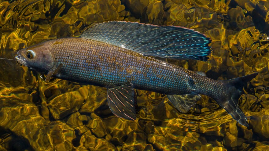 Conservationists inadvertently depleted Arctic grayling populations in Montana's Centennial Valley when they dammed streams there to save habitat for the trumpeter swan.