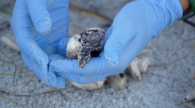 Up-close shot of two blue latex gloved hands holding a sandy small grayish turtle emerging from a white shell.