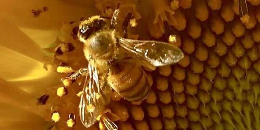 Image: Honey Bee, leugardens.org