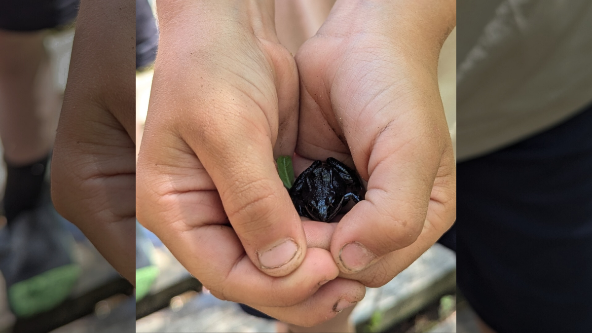 When's the last time you caught a frog?
