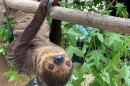 Blackberry is one of eight sloths remaining in the care of the Central Florida Zoo & Botanical Gardens in Sanford.