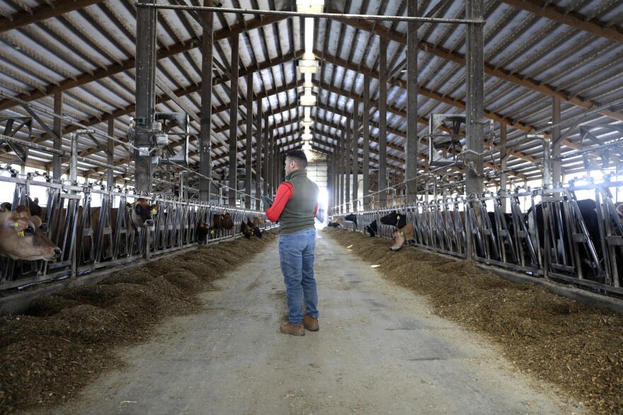 Alex, a herdsman on a dairy farm near Madison, Wis., does his rounds on Nov. 12, 2025.