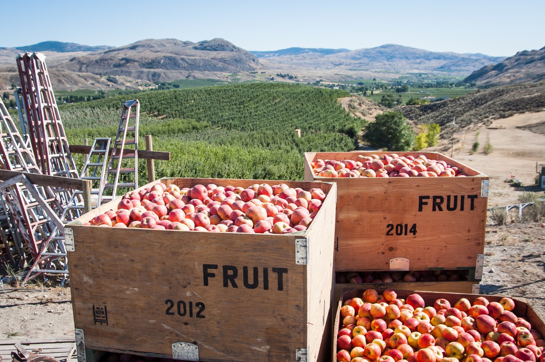 Washington Apple Growers Fret Over Possible Chinese Tariffs Northwest