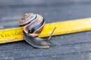 A snail on a ruler.