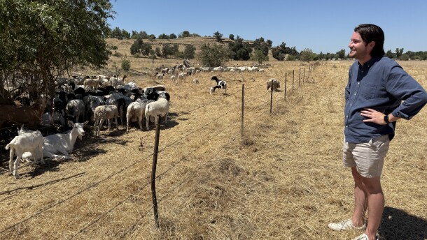 Tanner Michaelson, a manager with the Sierra Resource Conservation District, stands near 400 goats and sheep at Jensen River Ranch north of Fresno. The goats and sheep are eating away invasive grass as part of a project to preserve a riparian habitat.