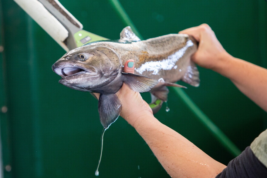 Scientific aide Jessi Fleming, 35, of Sanger, holds a salmon to a sensor that can read a Passive Integrated Transponder or PIT tag inside the fish at the Salmon Conservation and Research Facility in Friant, Calif., on Sept. 23, 2026. The PIT tag contains information about the fish and helps to determine which males are the least related to the females for the purpose of spawning.