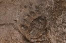 File photo. Grizzly bear track.