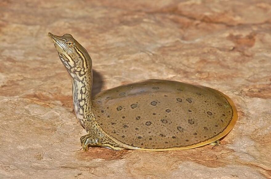 A Gulf Coast spiny softshell turtle