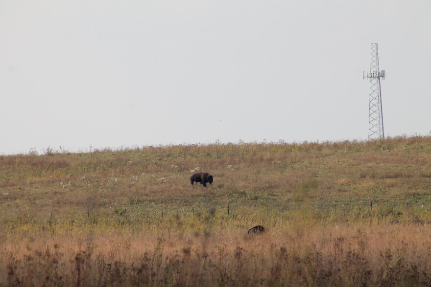 Bison.