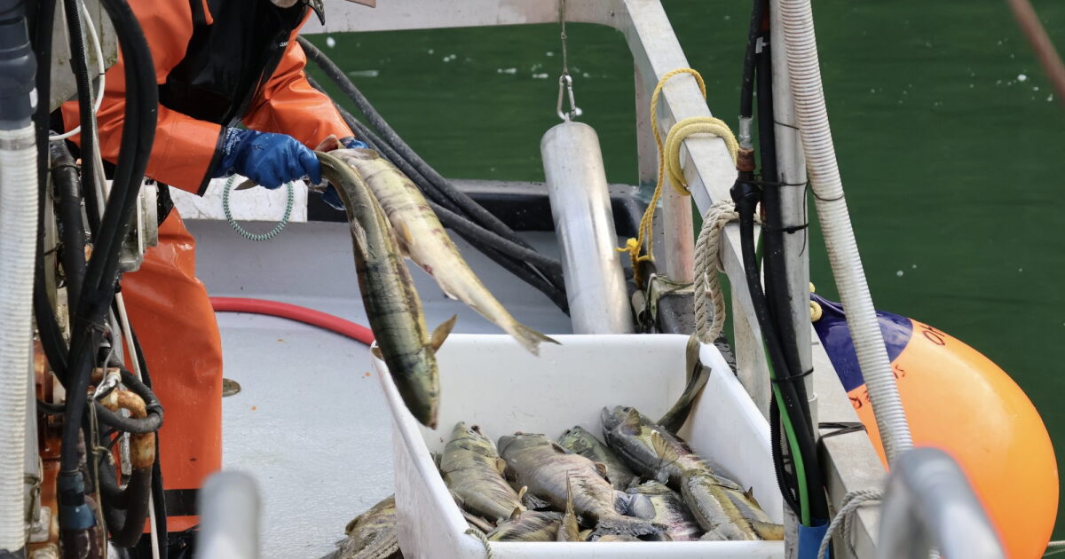 Neets Bay Hatchery in Southeast Alaska opens first chum fishery in nearly a decade