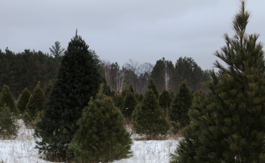 Wegner's Tree Farm in Blackberry on Dec. 16, 2024.