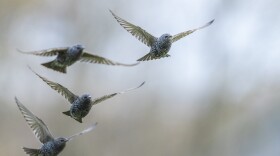 Butler says starlings are all over Vermont right now. The small birds are beginning their migration season, and are frequently seen in groups.