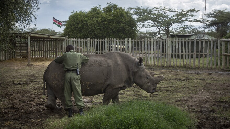 Najin, a female northern white rhino, gets a pat from keeper Mohamed Doyo. Najin, who lives at the Ol Pejeta Conservancy in Kenya, is one of only five of its subspecies left in the world.