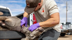 A deer in the bed of a truck, with their head hanging off the back. A person is holding a tool up to the deer's neck.
