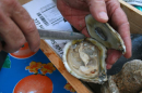 A specially cultivated oyster from the waters around Grand Isle.