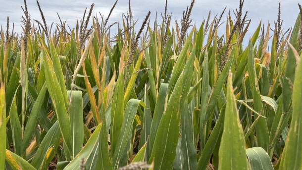 It's harvest time for Michigan's corn crop
