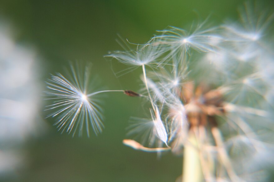 Dandelion blowing in the wind.