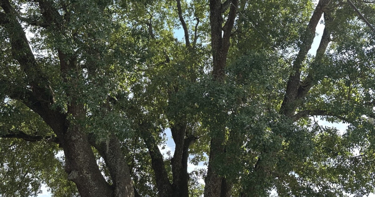Tree advocates push back against Wilmington Housing Authority's plan to take six old live oaks