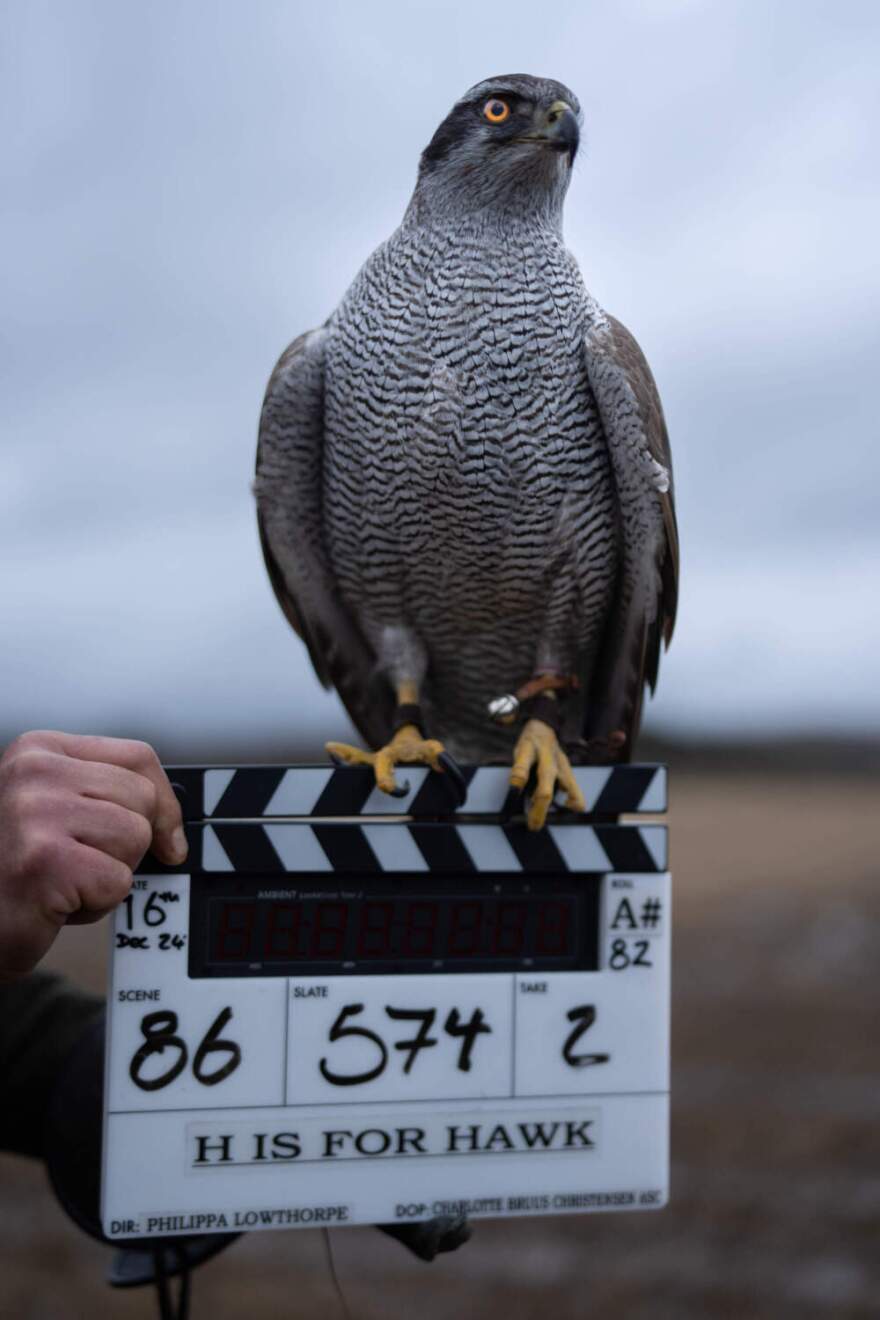One of the goshawks perches during filming. (
