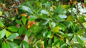 The European Bay Tree that is edible, unlike the California Bay Laurel Bush