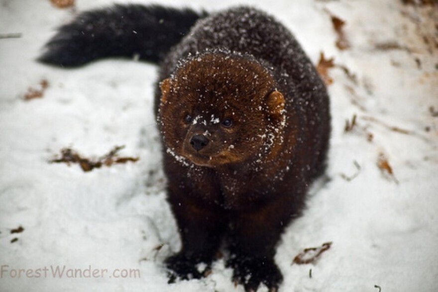 do fisher cats make noise