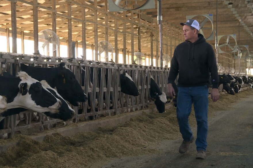 Brian Rexing walks through a barn housing some of his 1,200 cows.