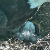 With its parent eagle looking on, a baby bald eagle emerged from its egg Friday morning.