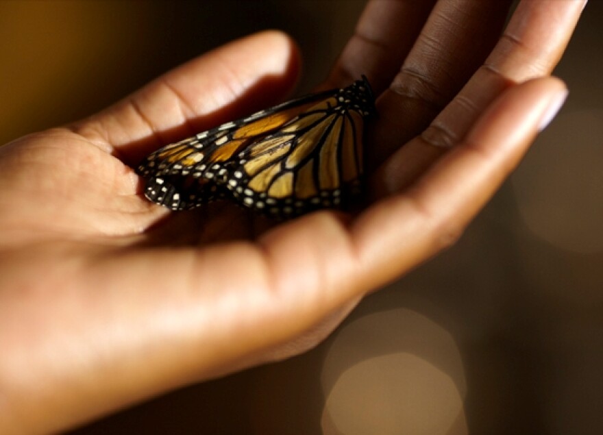The film "Butterfly Rising," written and directed by Tanya Wright, will close the 2011 Langston Hughes African American Film Festival.