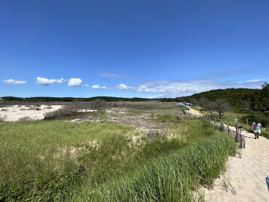 This view of Duck Harbor in Wellfleet, taken from near the beach, shows the area (center and left) where salt water has killed the trees and saltmarsh plants are starting to grow.