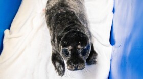 The Alaska SeaLife Center admitted a prematurely born harbor seal pup earlier this month that was found abandoned on a beach near Kenai.