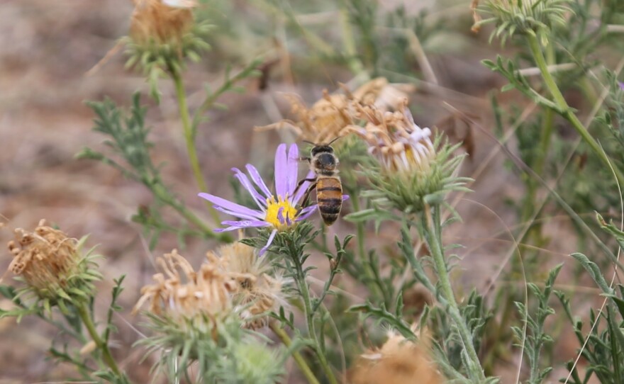 Close up photos of bees on flowers and grass.