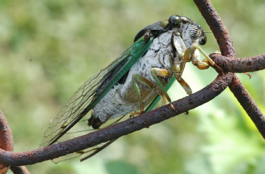 cicada