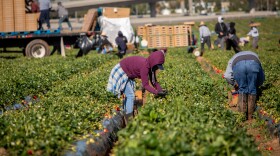Farm field workers dressed warm while harvesting
