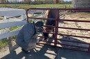 A man kneels down to scratch the head of cow on a farm.