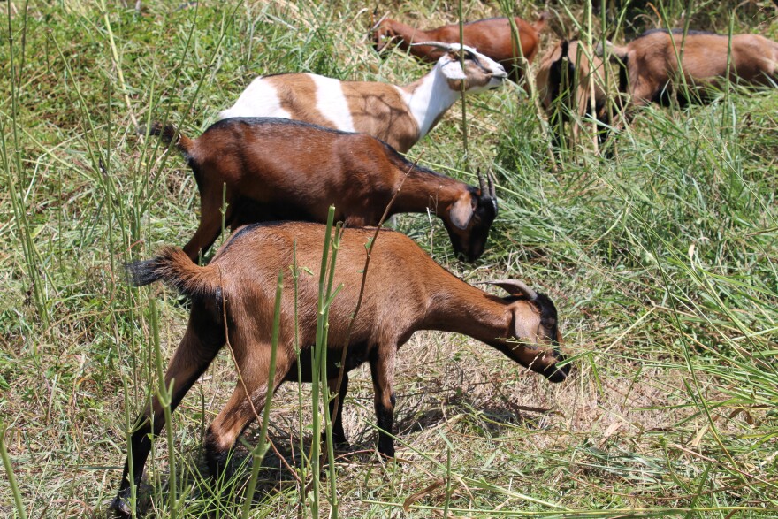 Goat crews clearing brush at River Hills Park in Irving, July 21, 2026.