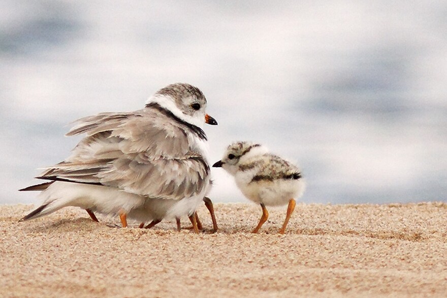 Piping plovers.