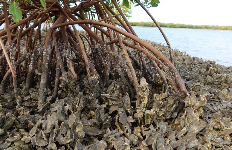 In Central Florida's Mosquito Lagoon, mangroves are overtaking oysters with the help of the planet's warming temperatures. A mangrove seen here rises from an oyster reef.