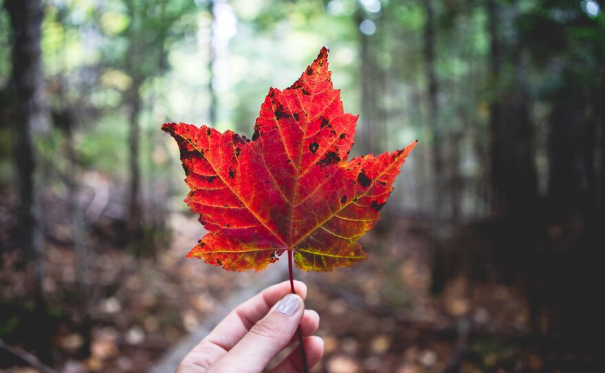 Maine's North Woods. Photo by Sara Fox