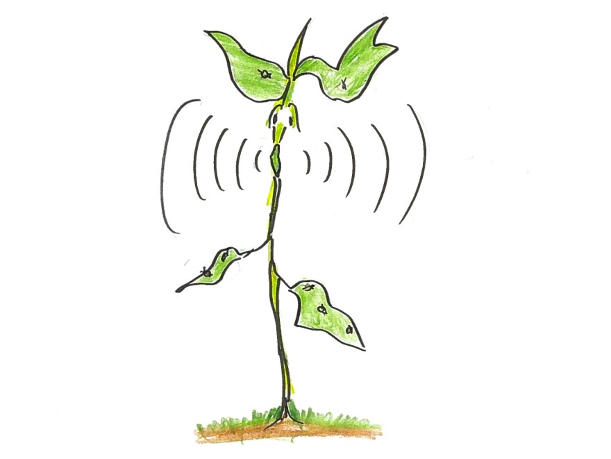 4. A bean plant screaming.