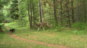 Two members (one subadult and one pup) of the Catherine Pack on private property in eastern Union County in May 2017.