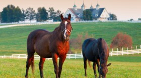 One consultant's vision for our political ad: "I see a horse."