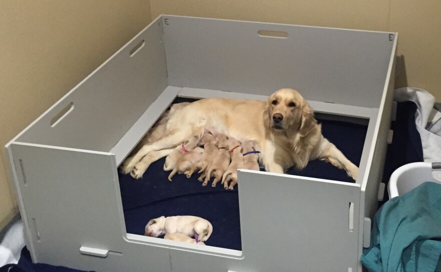 4 Paws for Ability