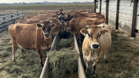 Cows on the Little Brown Cow Dairy farm in Delavan.